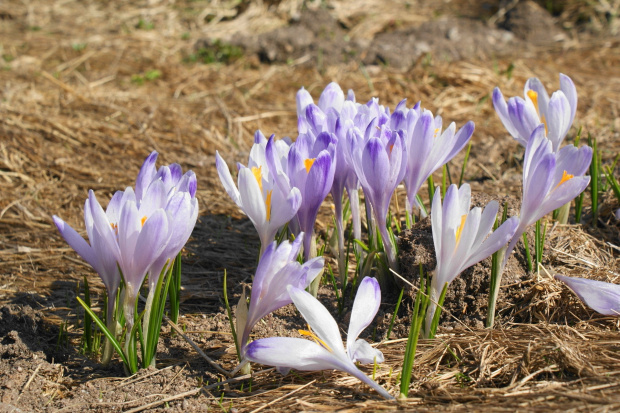 krokusy w Tatrach #krokus #xnifar #rafinski