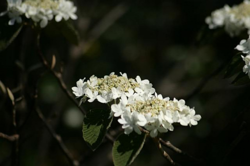 Ogród Botaniczny w Powsinie