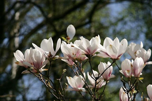 Ogród Botaniczny w Powsinie