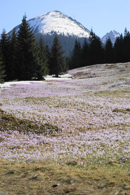 krokusy w Tatrach #krokus #xnifar #rafinski