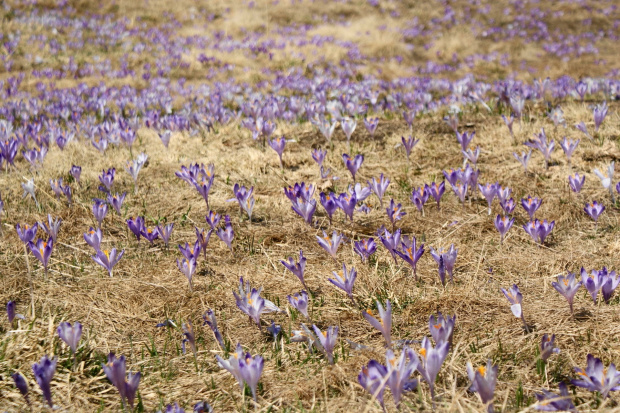 krokusy w Tatrach #krokus #xnifar #rafinski