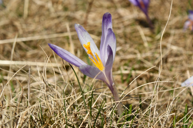 krokusy w Tatrach #krokus #xnifar #rafinski