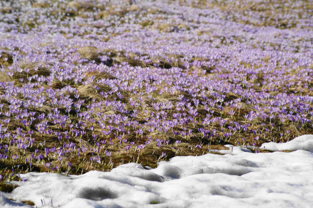 krokusy w Tatrach #krokus #xnifar #rafinski