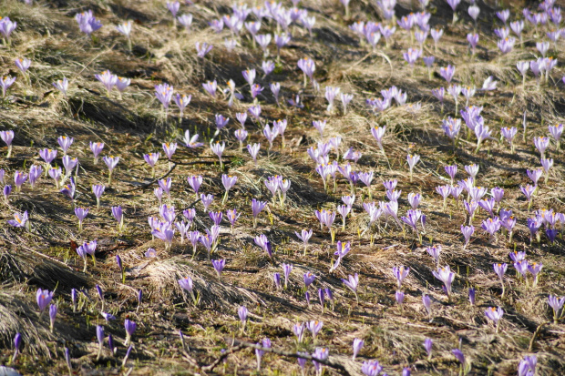 krokusy w Tatrach #krokus #xnifar #rafinski