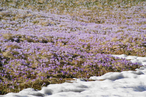 krokusy w Tatrach #krokus #xnifar #rafinski