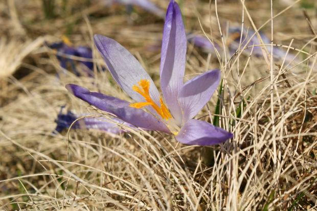 krokusy w Tatrach #krokus #xnifar #rafinski