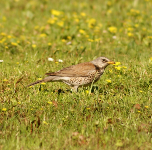 szpaki #szpak #ptak #bird #xnifar #rafinski