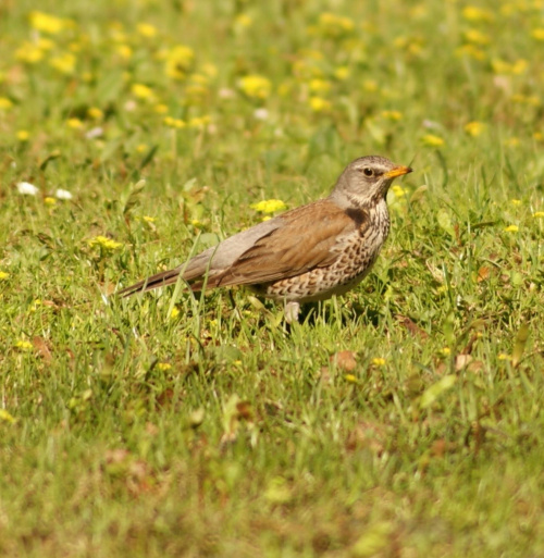 szpaki #szpak #ptak #bird #xnifar #rafinski