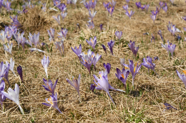 krokusy w Tatrach #krokus #xnifar #rafinski