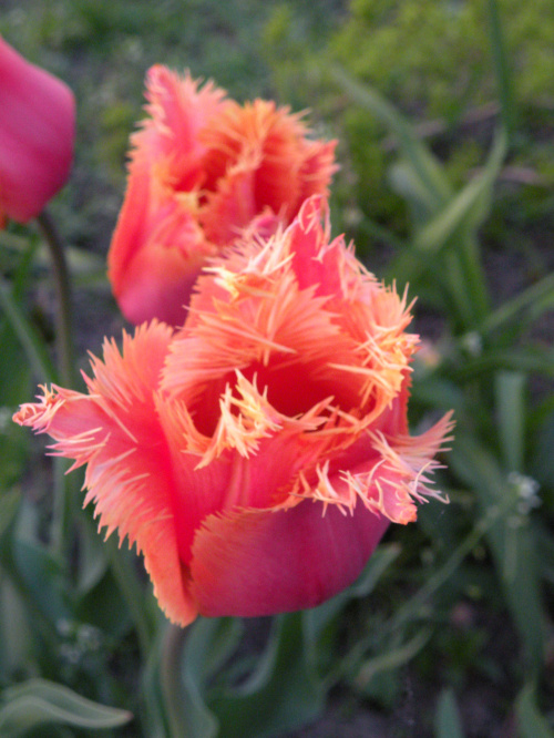 Tulipa Aleppo  2008