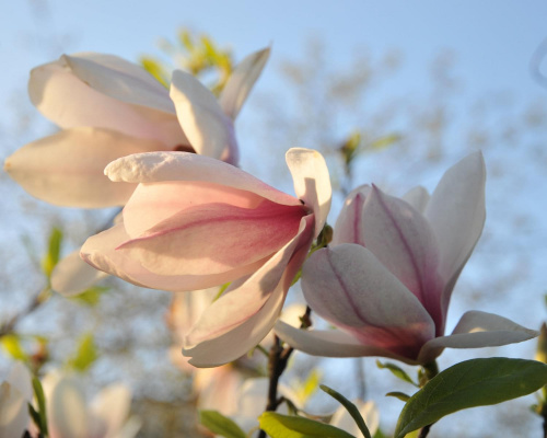 Magnolia - koniec tegorocznego sezonu, niestety