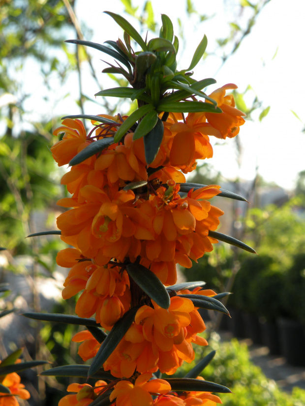 Berberis 'Orange King'