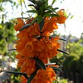 Berberis 'Orange King'