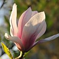 Magnolia - koniec tegorocznego sezonu, niestety