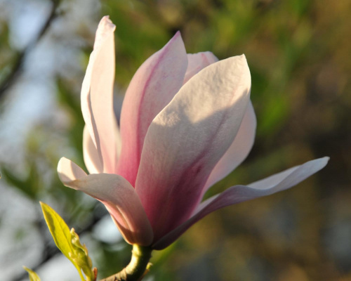 Magnolia - koniec tegorocznego sezonu, niestety