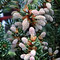 Abies koraensis 'Nana'