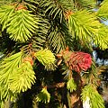 Picea abies 'Acrocona'