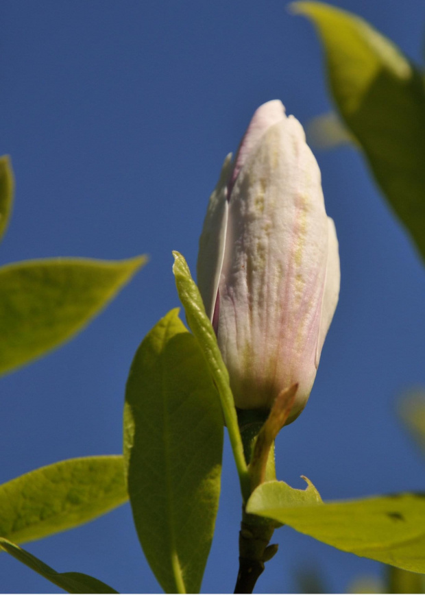 Magnolia - koniec tegorocznego sezonu, niestety