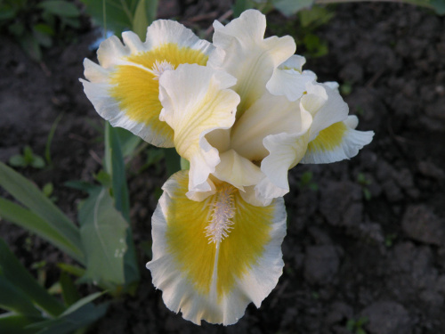 Iris x germanica Captive Sun SDB (Standard Dwarf Bearded) (?)