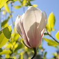 Magnolia - koniec tegorocznego sezonu, niestety