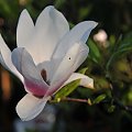 Magnolia - koniec tegorocznego sezonu, niestety