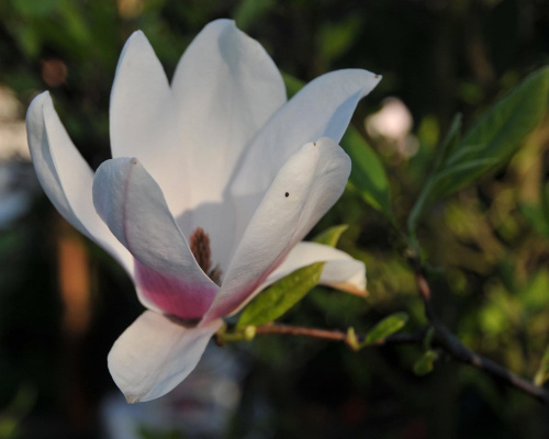 Magnolia - koniec tegorocznego sezonu, niestety