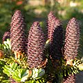 Abies koreana