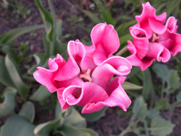 Tulipa Picture  2008