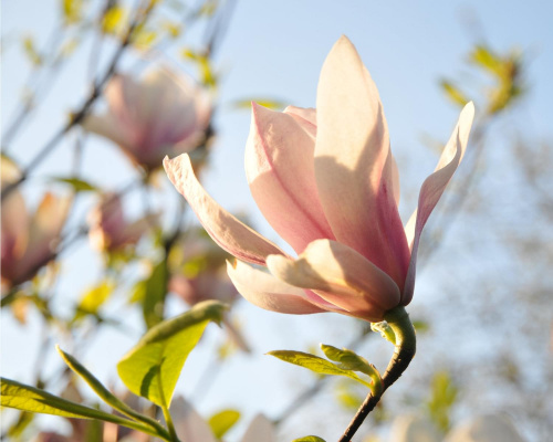 Magnolia - koniec tegorocznego sezonu, niestety