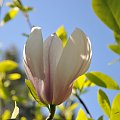 Magnolia - koniec tegorocznego sezonu, niestety