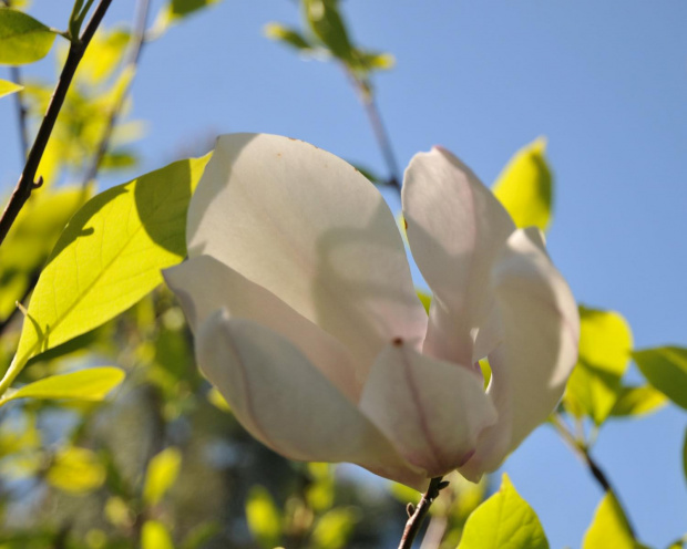 Magnolia - koniec tegorocznego sezonu, niestety