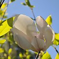 Magnolia - koniec tegorocznego sezonu, niestety