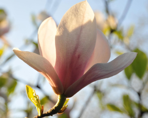 Magnolia - koniec tegorocznego sezonu, niestety