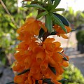 Berberis 'Orange King'