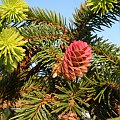 Picea abies 'Acrocona'