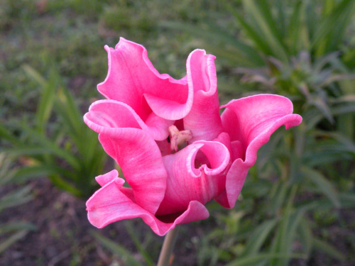 Tulipa Picture  2008