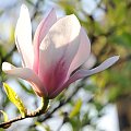 Magnolia - koniec tegorocznego sezonu, niestety