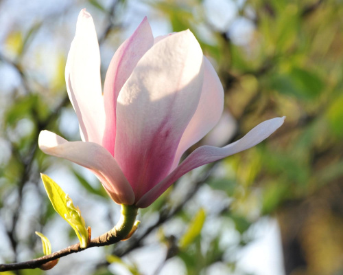 Magnolia - koniec tegorocznego sezonu, niestety