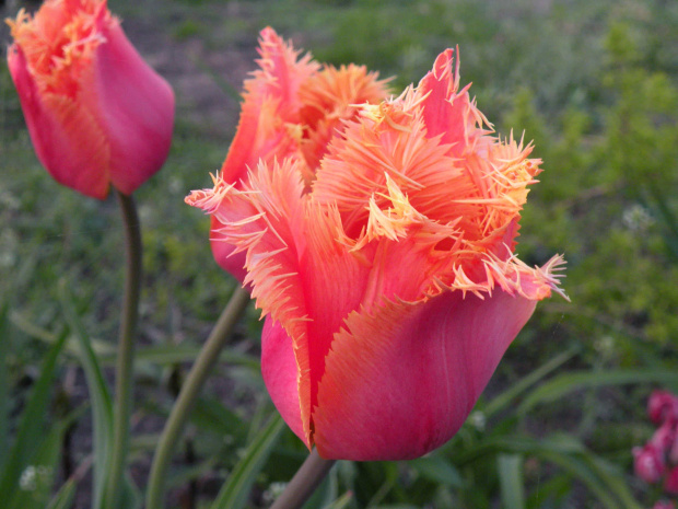 Tulipa Aleppo  2008