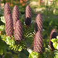 Abies koreana