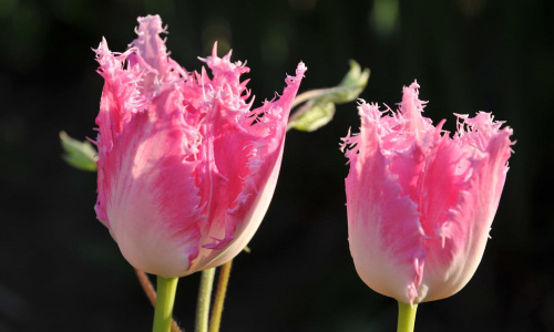 Tulipany - kończący się sezon
