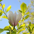 Magnolia - koniec tegorocznego sezonu, niestety