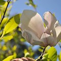 Magnolia - koniec tegorocznego sezonu, niestety