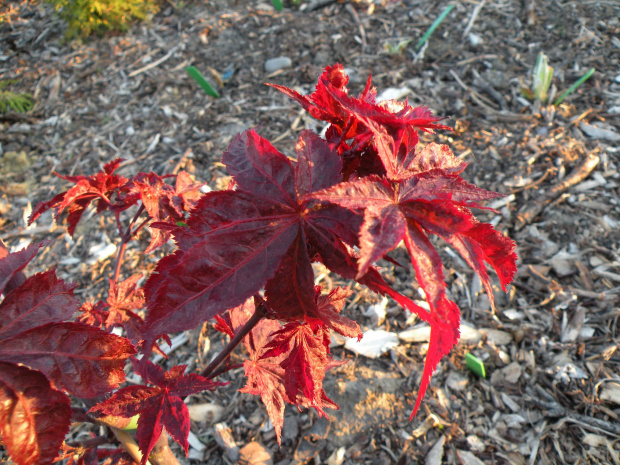 Acer palmatum 'Peve Ollie'