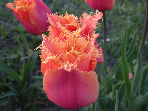 Tulipa Aleppo  2008