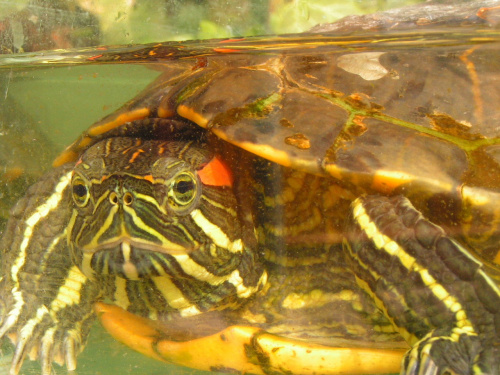 Mój żółw czerwonolicy, ma już 14 lat.