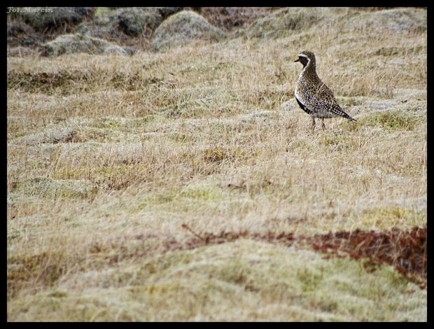 (Pluvialis apricaria) - European Golden Plover