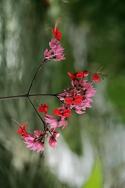 ogrdód botaniczny w Powsinie