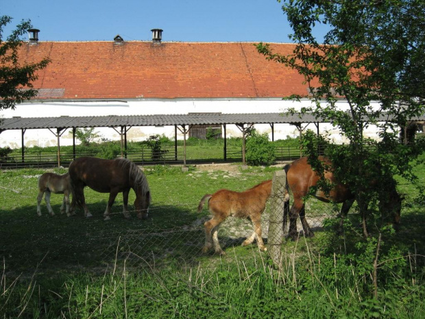 Mieszkańcy Marianówka k/Dobrocina