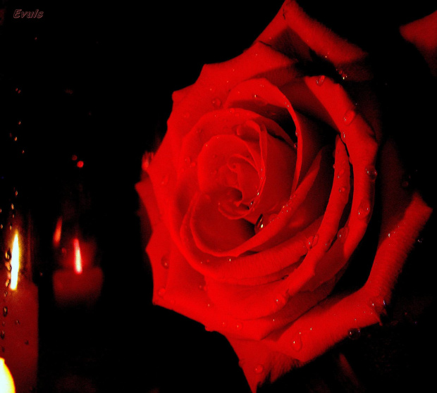 Smutna Róża #Róża #kwiaty